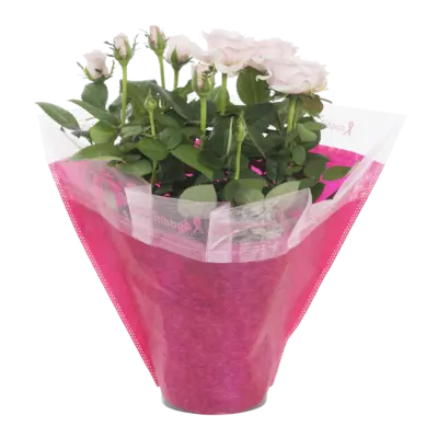 pdp-image-AH Pink ribbon potroos p14