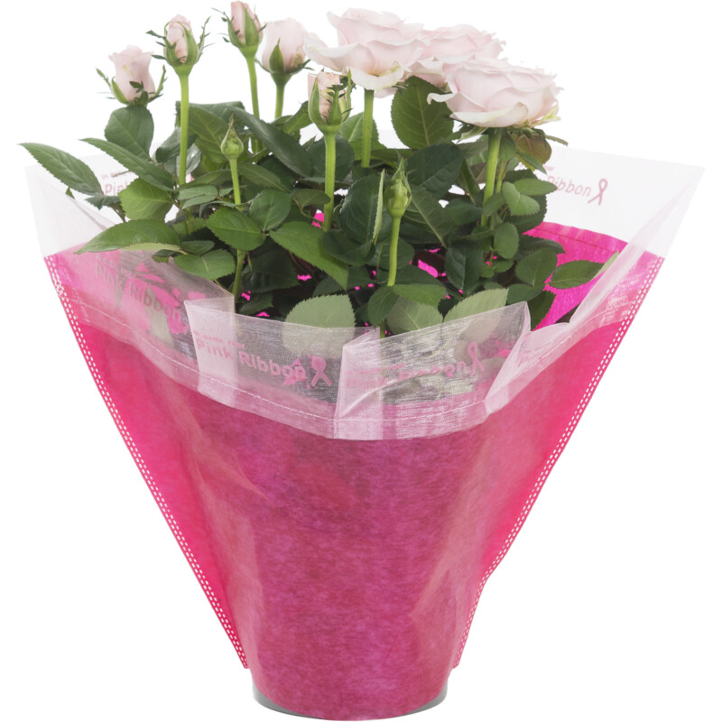 Een afbeelding van AH Pink ribbon potroos p14