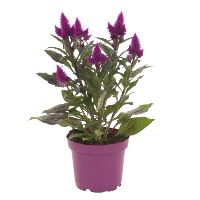 pdp-image-AH Celosia deep purple p12