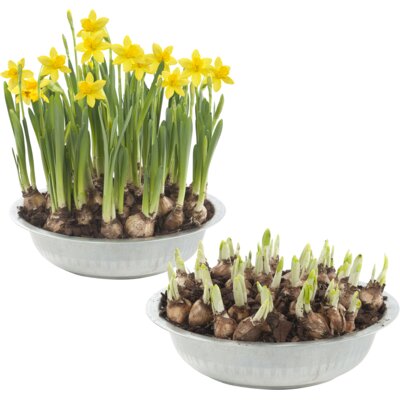 pdp-image-AH Narcis in zinken schaal