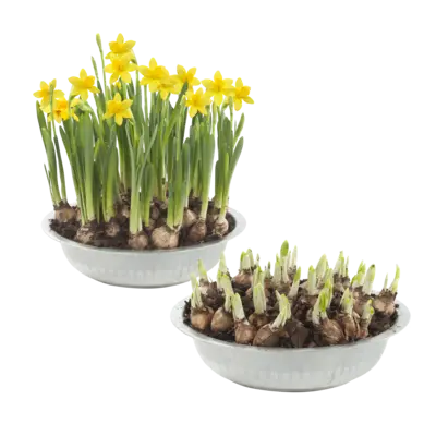 pdp-image-AH Narcis in zinken schaal