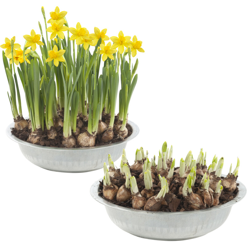 Een afbeelding van AH Narcis in zinken schaal