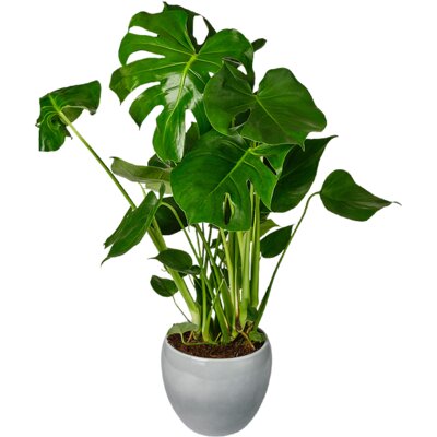 pdp-image-AH Monstera
