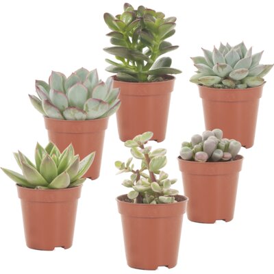 pdp-image-AH Mini cactus