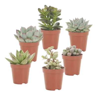 pdp-image-AH Mini cactus