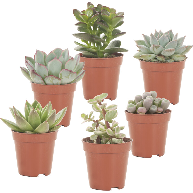 Een afbeelding van AH Mini cactus