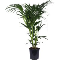 AH Howea forsteriana kentiapalm l