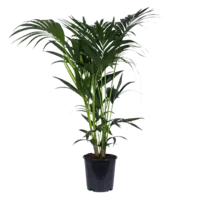 AH Howea forsteriana kentiapalm l