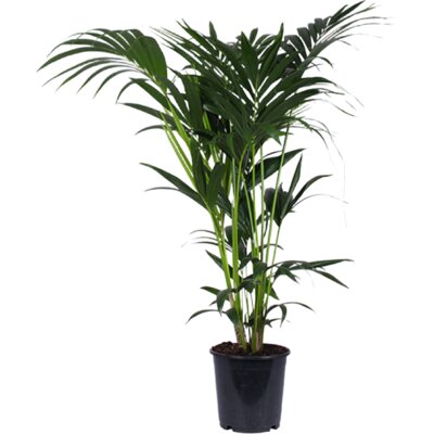 pdp-image-AH Howea forsteriana kentiapalm l