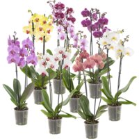 Productfoto van undefined