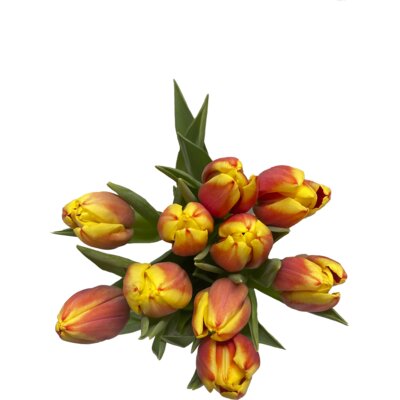 pdp-image-AH Tulp streep