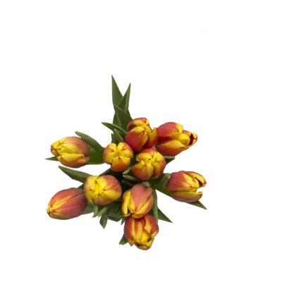 pdp-image-AH Tulp streep