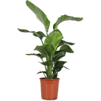 pdp-image-AH Strelitzia nicolai paradijsvogelplant l