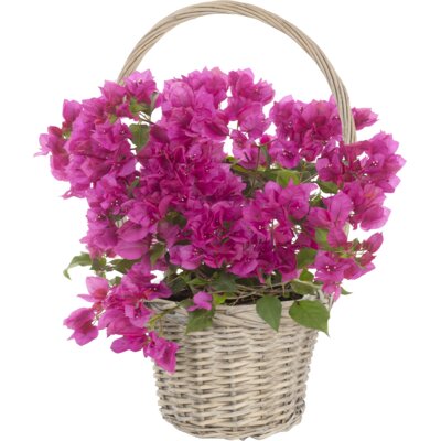 pdp-image-AH Bougainvillea in mand