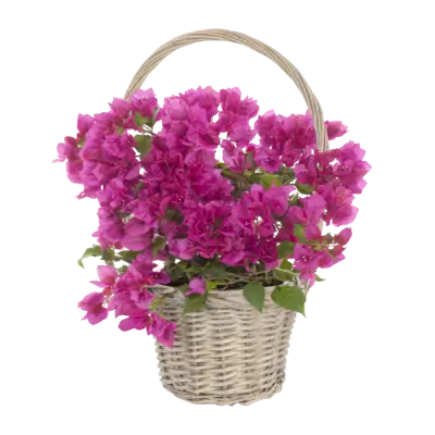 pdp-image-AH Bougainvillea in mand