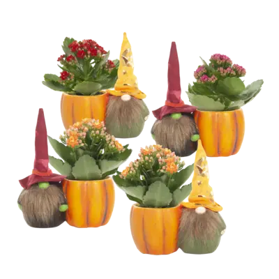pdp-image-AH Kalanchoe in halloweenpotje