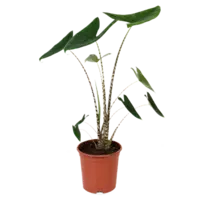 AH Alocasia zebrina 21 teelt