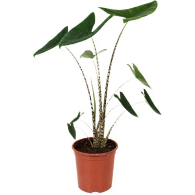 pdp-image-AH Alocasia zebrina 21 teelt