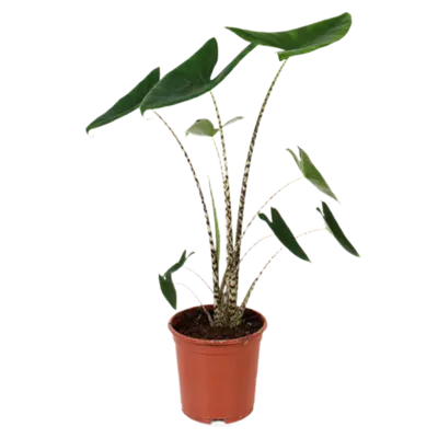 pdp-image-AH Alocasia zebrina 21 teelt