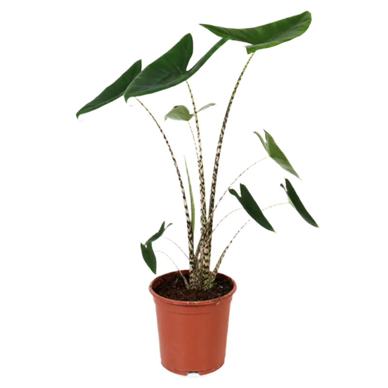 AH Alocasia zebrina 21 teelt