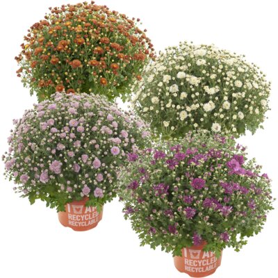 pdp-image-AH Bolchrysant