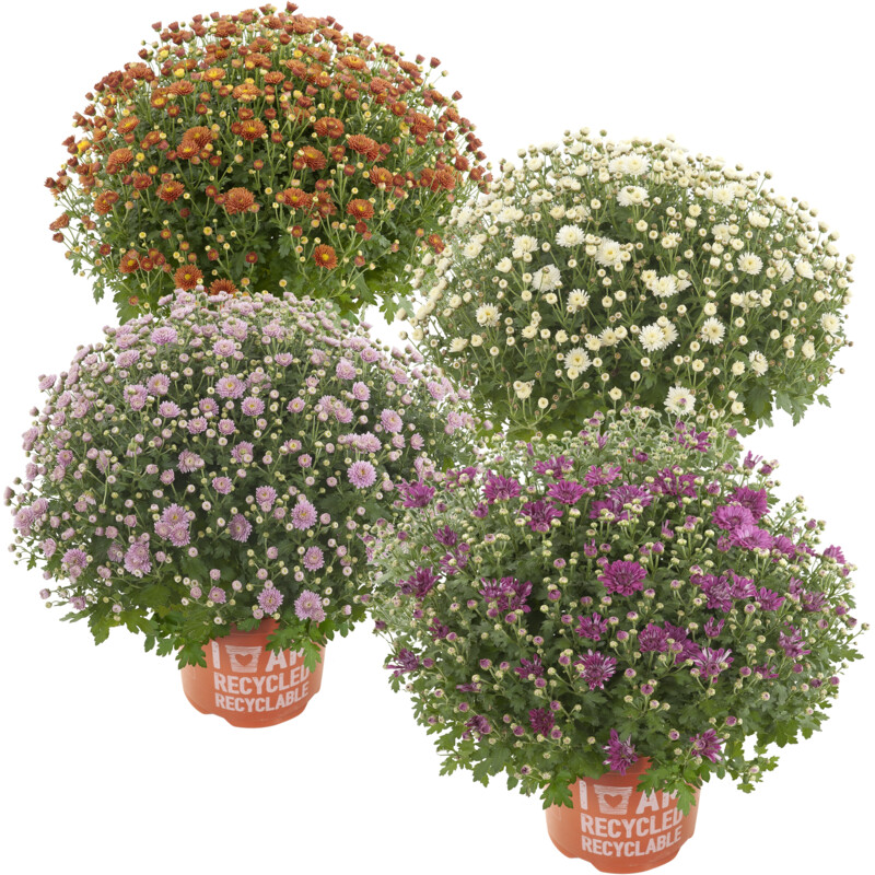 Een afbeelding van AH Bolchrysant