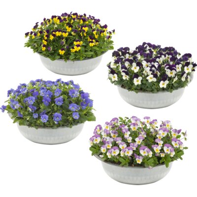 pdp-image-AH Violen in zinken schaal