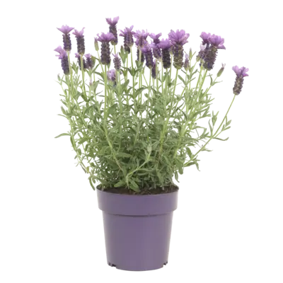 pdp-image-AH Lavendel p15