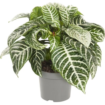 pdp-image-AH Aphelandra