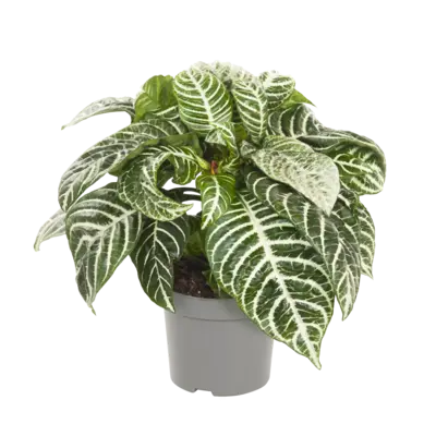 pdp-image-AH Aphelandra
