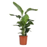 AH Strelitzia nicolai paradijsvogelplant l