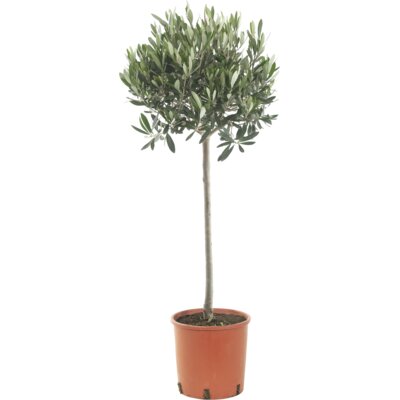 pdp-image-AH Olijfboom p21