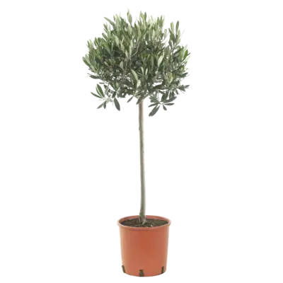 pdp-image-AH Olijfboom p21