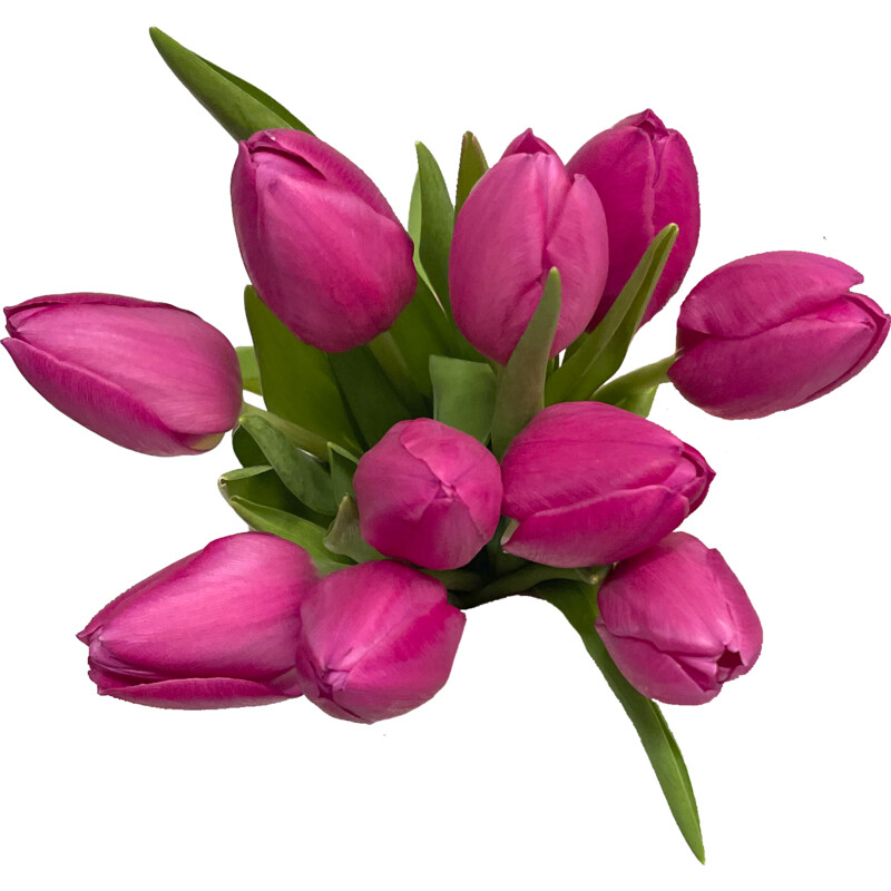 Een afbeelding van AH Tulp roze