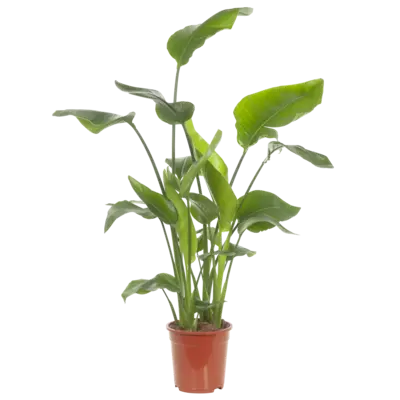 pdp-image-AH Strelitzia