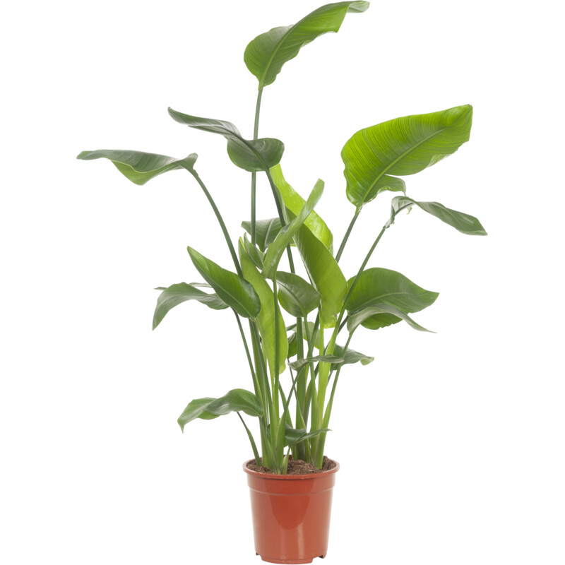 Een afbeelding van AH Strelitzia