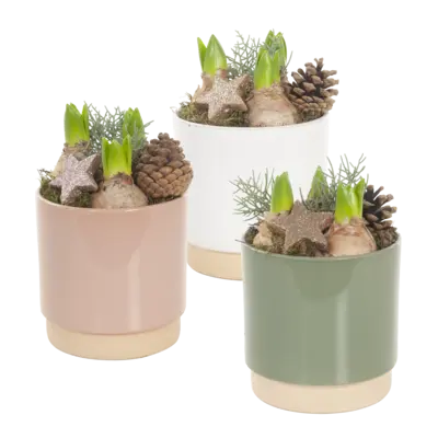 pdp-image-AH Hyacint in keramieken pot
