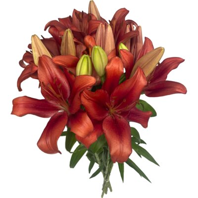 pdp-image-AH Lelie hollands