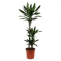 AH Dracaena janet lind drakenbloedboom l