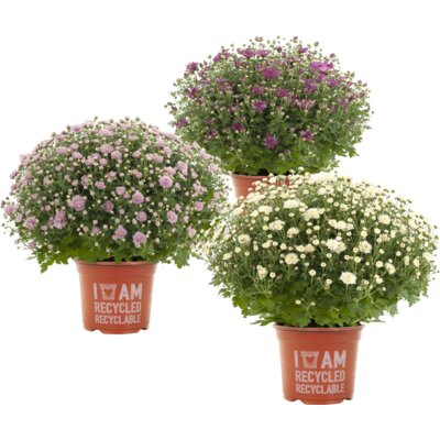 AH Bolchrysant