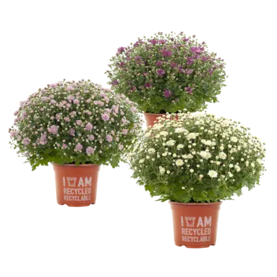 pdp-image-AH Bolchrysant