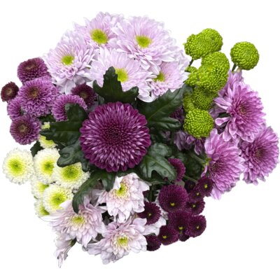 pdp-image-AH Chrysantmix