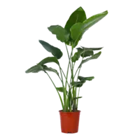 AH Strelitzia nicolai paradijsvogelplant xl