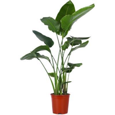 pdp-image-AH Strelitzia nicolai paradijsvogelplant xl