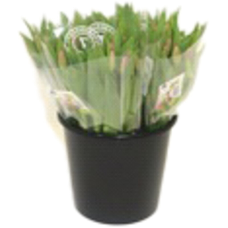 Een afbeelding van AH Tulp roze