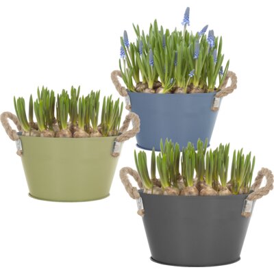 pdp-image-AH Blauwe druif in zinken touw