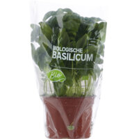 Een afbeelding van AH Biologisch Basilicum pot