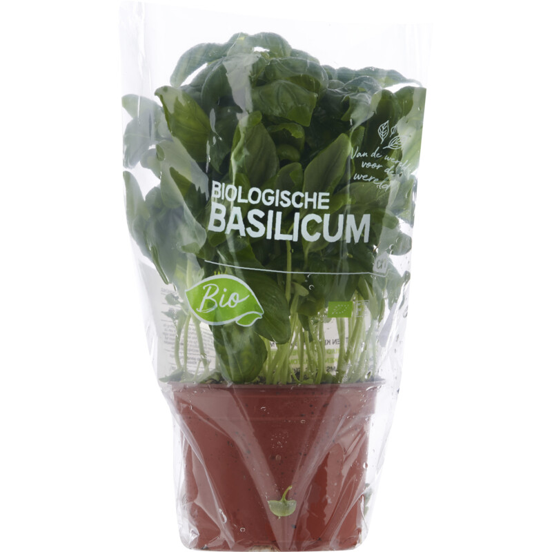 Een afbeelding van AH Biologisch Basilicum pot