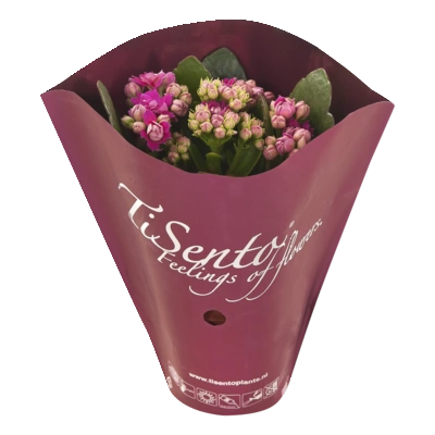 pdp-image-AH Kalanchoë