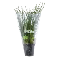 AH Biologisch Bieslook pot